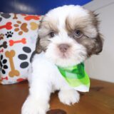 Chance Shih Tzu 04