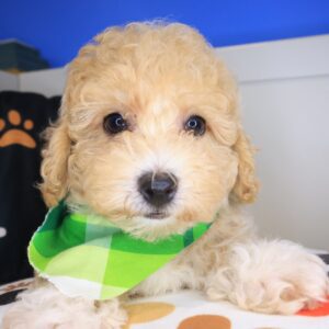Chico Poodle 01 Chico Poodle 01