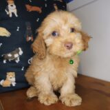 Chinook Cockapoo 01