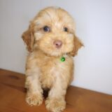 Chinook Cockapoo 03