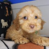 Chinook Cockapoo 04