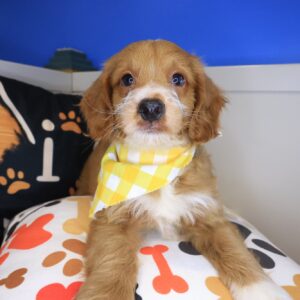 Clifford Goldendoodle 01