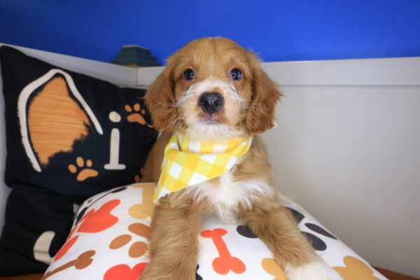 Clifford Goldendoodle 01