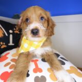 Clifford Goldendoodle 02