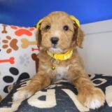 Coco Goldendoodle 01