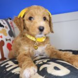 Coco Goldendoodle 03
