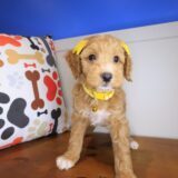 Coco Goldendoodle 04
