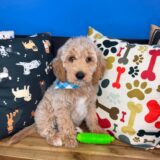 Cocoa Goldendoodle 01