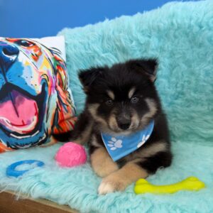 Cole Pomsky 01