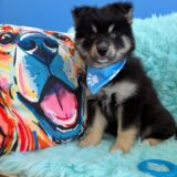 Cole Pomsky 02