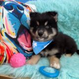 Cole Pomsky 03