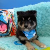 Cole Pomsky 04