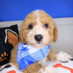 Cole Poodle 01 Cole Poodle 01