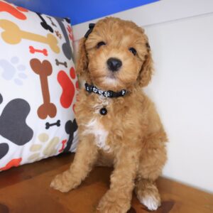 Cookie Poodle 01 Cookie Poodle 01