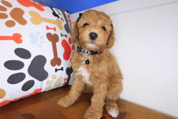 Cookie Poodle 01
