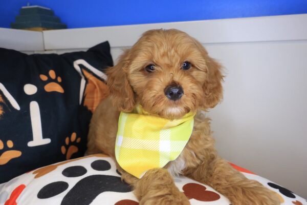 Cooper Goldendoodle 01
