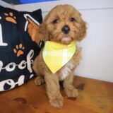 Cooper Goldendoodle 02