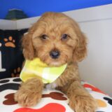 Cooper Goldendoodle 04