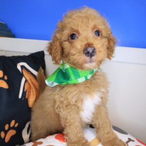 Cujo Goldendoodle 01 Cujo Goldendoodle 01