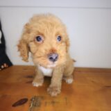 Cujo Goldendoodle 04