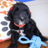 Dallas Bernedoodle 01