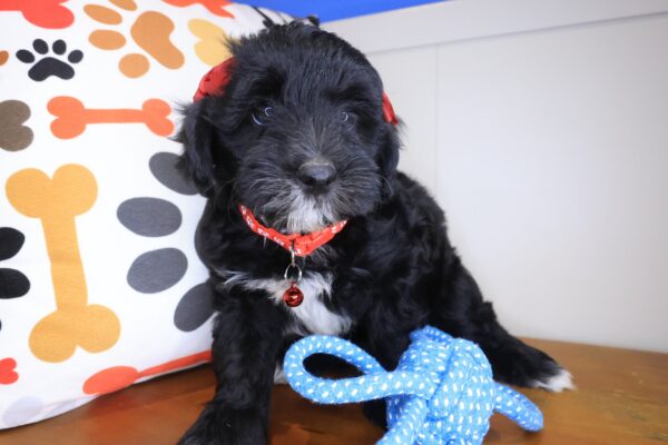 Dallas Bernedoodle 01