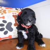 Dallas Bernedoodle 02