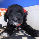 Dallas Bernedoodle 03