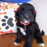 Dallas Bernedoodle 04