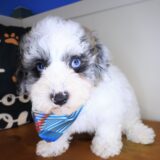 Dazzler Bichapoo 01