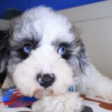 Dazzler Bichapoo 02
