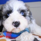Dazzler Bichapoo 04
