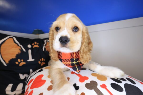 Dexter Cocker Spaniel 01