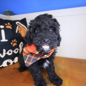 Digge Poodle 01