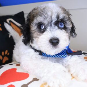 Doc Bichapoo 01 Doc Bichapoo 01
