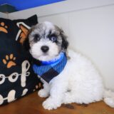 Doc Bichapoo 04