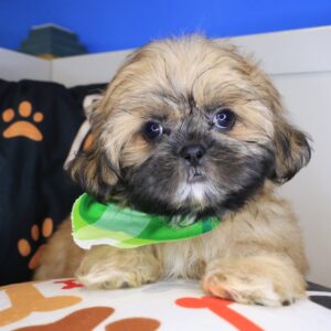 Dodger Shih Tzu 01 Dodger Shih Tzu 01