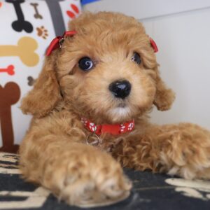Dough Poodle 01 Dough Poodle 01