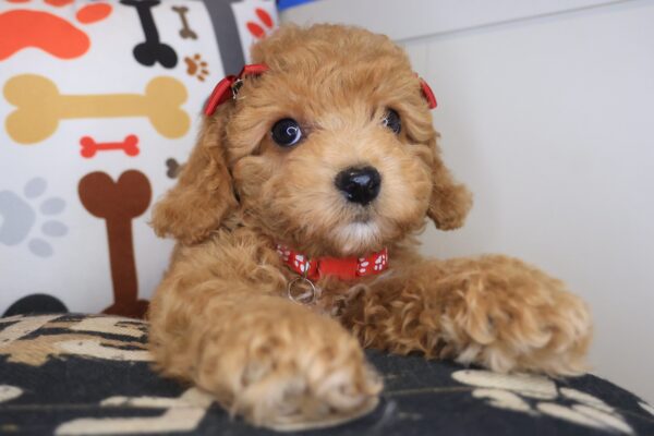 Dough Poodle 01