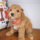 Dough Poodle 02