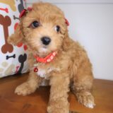 Dough Poodle 03