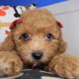 Dough Poodle 04