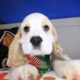 Dudley Cocker Spaniel 01