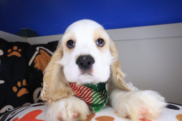 Dudley Cocker Spaniel 01