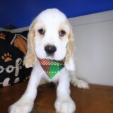 Dudley Cocker Spaniel 02
