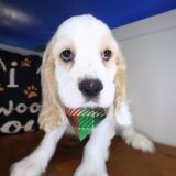 Dudley Cocker Spaniel 03
