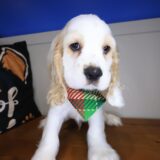 Dudley Cocker Spaniel 04