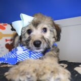 Dug Bichapoo 01