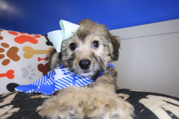 Dug Bichapoo 01