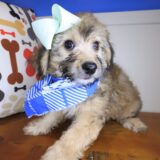 Dug Bichapoo 02